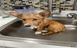Welsh Corgi Pembroke dogs for sale: Punch - Image 1