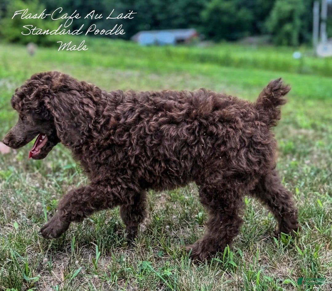 Standard Poodle dogs for sale: Flash Cafe Au Lait - Image 2