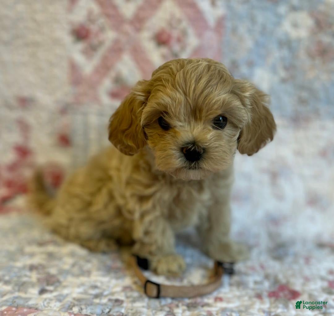 Maltipoo dogs for sale: Britney - Image 4