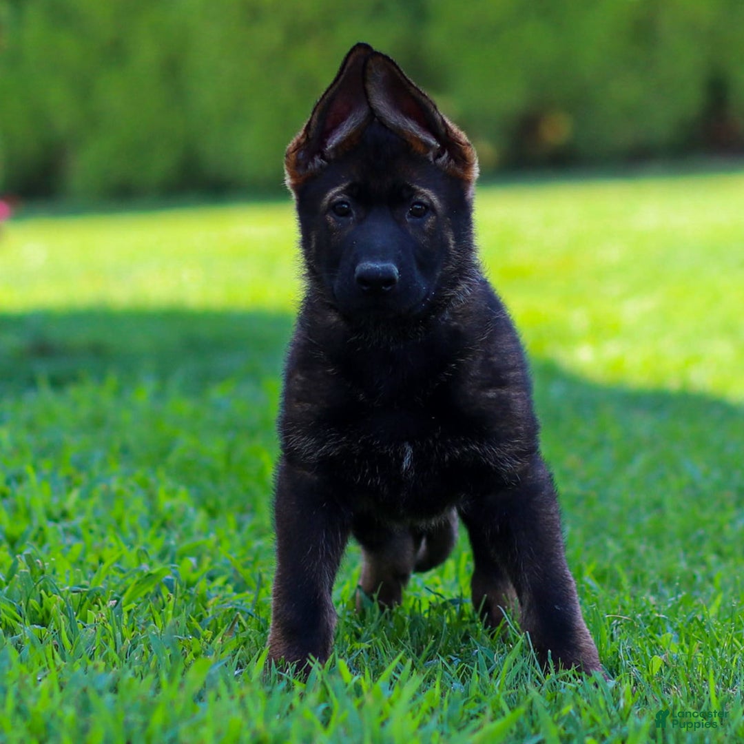 German Shepherd dogs for sale: Greta - Image 5