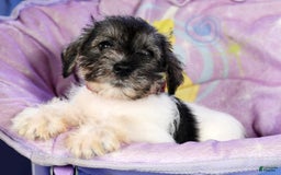 Miniature Schnauzer dogs for sale: Bella - Image 2