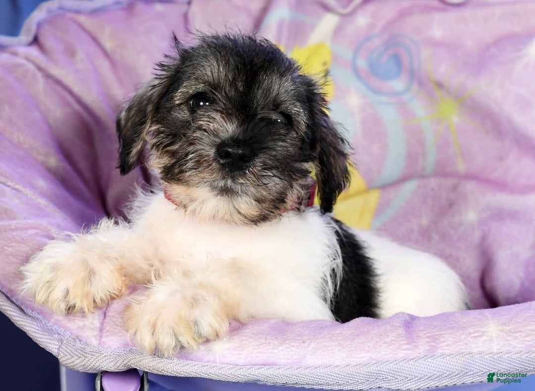 Miniature Schnauzer dogs for sale: Bella - Image 2