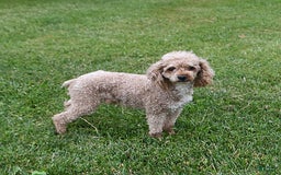 Havapoo dogs for sale: Lollipop - Image 12