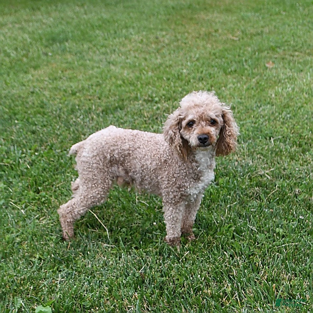 Havapoo dogs for sale: Lollipop - Image 12