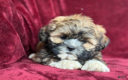 Shih Tzu dogs for sale: Dotty - Image 2