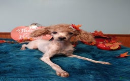 Shihpoo dogs for sale: Candy - Image 3