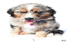 Miniature Australian Shepherd dogs for sale: Indie - Image 5
