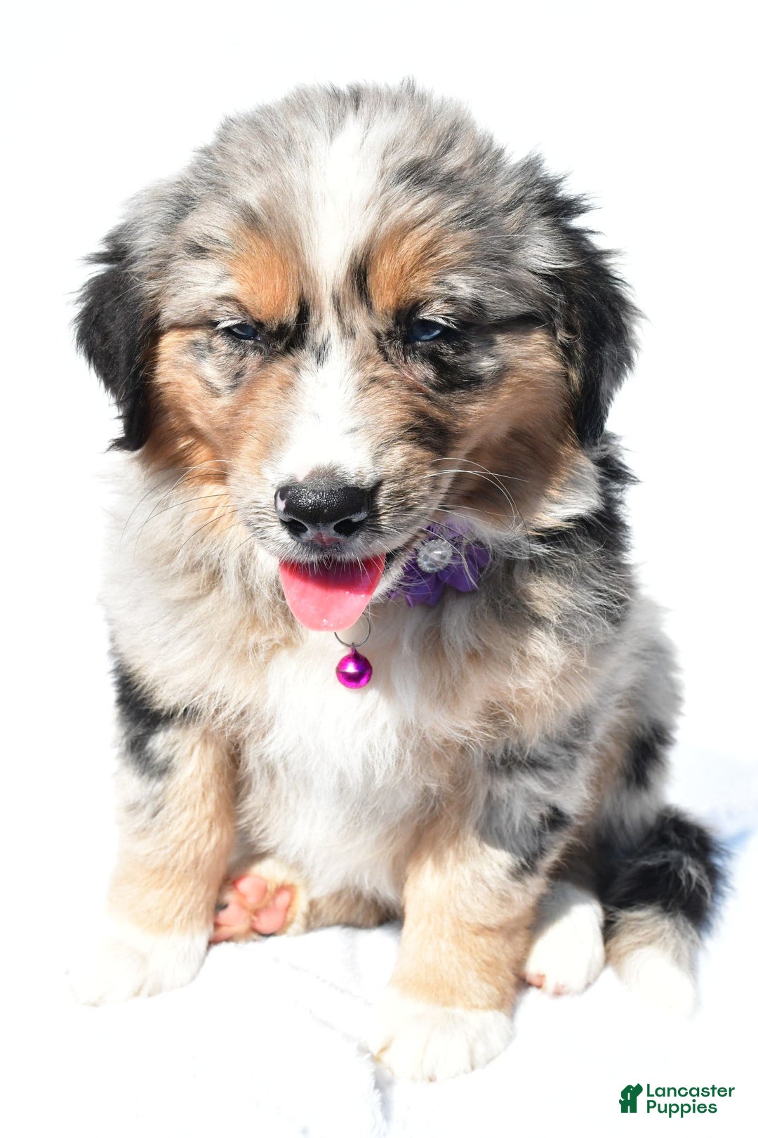 Miniature Australian Shepherd dogs for sale: Indie - Image 5