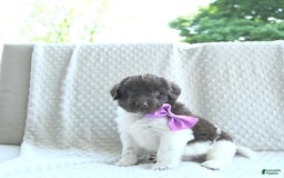 Newfoundland dogs for sale: Jade - Image 9