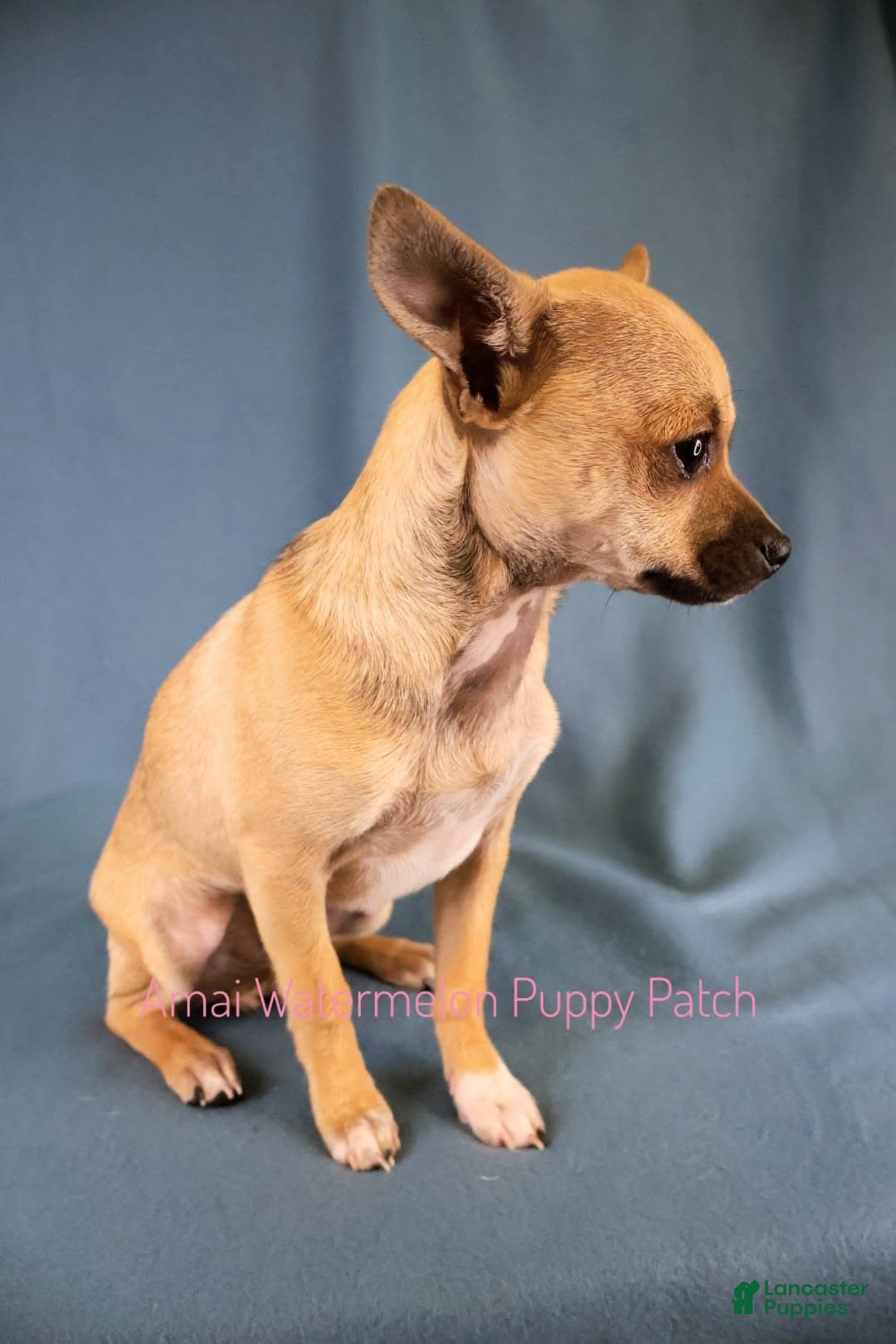 Chihuahua dogs for sale: Clark - Image 2