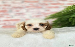 Cavapoo dogs for sale: Bruce - Image 13