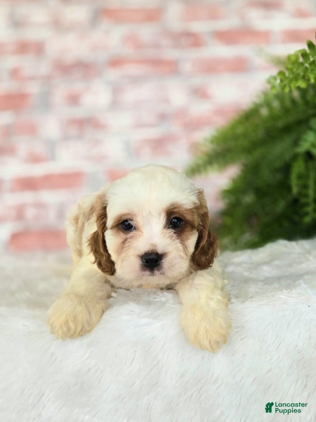 Cavapoo dogs for sale: Bruce - Image 13