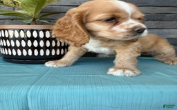 Cocker Spaniel dogs for sale: Tasha - Image 8