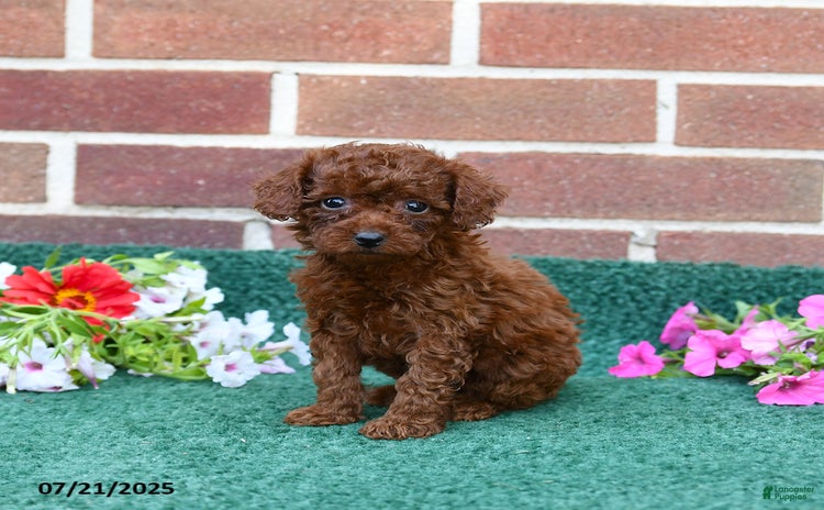 Miniature Poodle dogs for sale - Ad 4