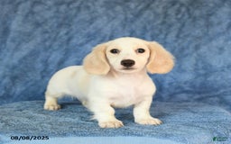 Miniature Dachshund dogs for sale: Seth - Image 1