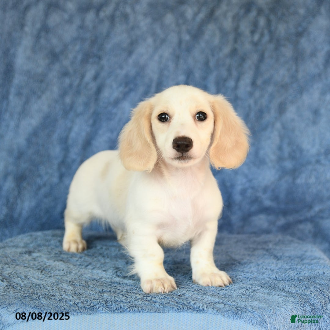 Miniature Dachshund dogs for sale: Seth - Image 1