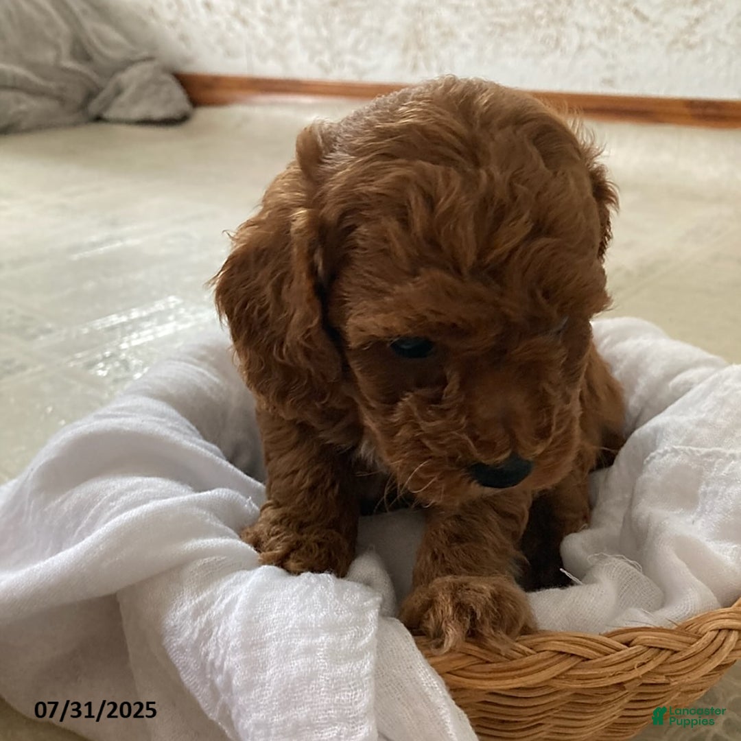 Toy Poodle dogs for sale: Asher - Extra Small - Image 3