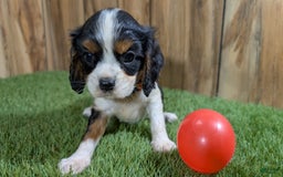 Cavalier King Charles Spaniel dogs for sale: Stardust Girl 2 - Image 8