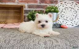 West Highland Terrier dogs for sale: West Highland White Terrier 2 puppies - Image 9