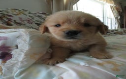 Golden Retriever dogs for sale: Truffle - Image 1
