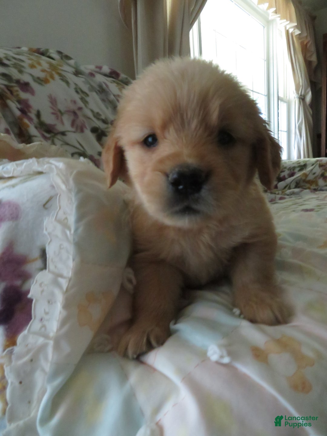 Golden Retriever dogs for sale: Truffle - Image 1