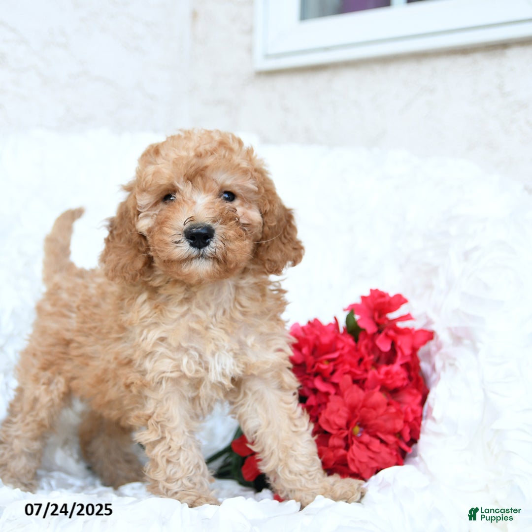 Mini Goldendoodle dogs for sale: Stewart - Image 3