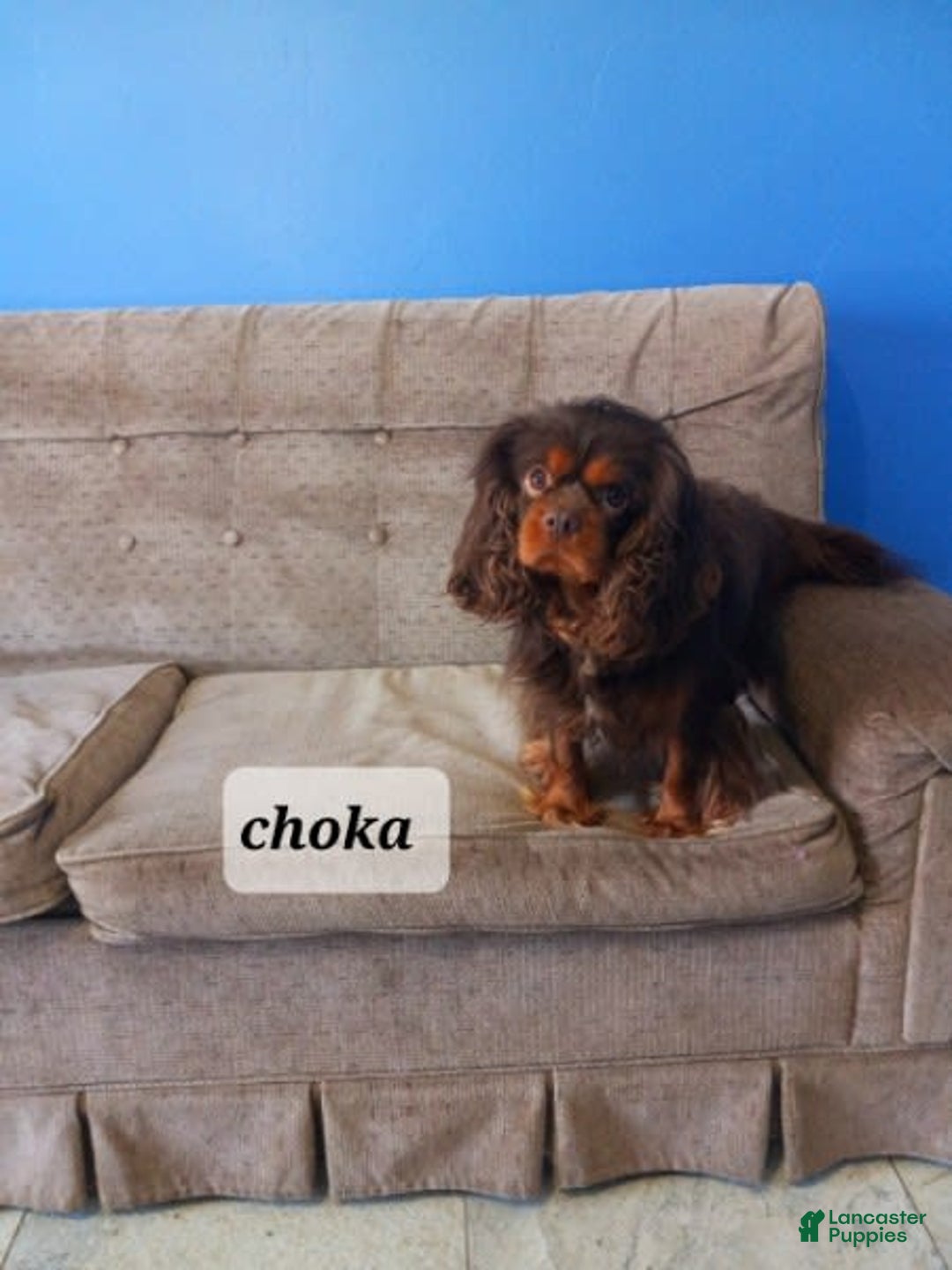 Cavapoo dogs for sale: Tinker - Image 11