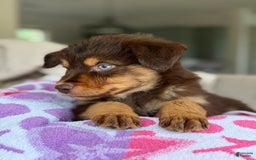 Australian Shepherd dogs for sale: Echo - Image 4