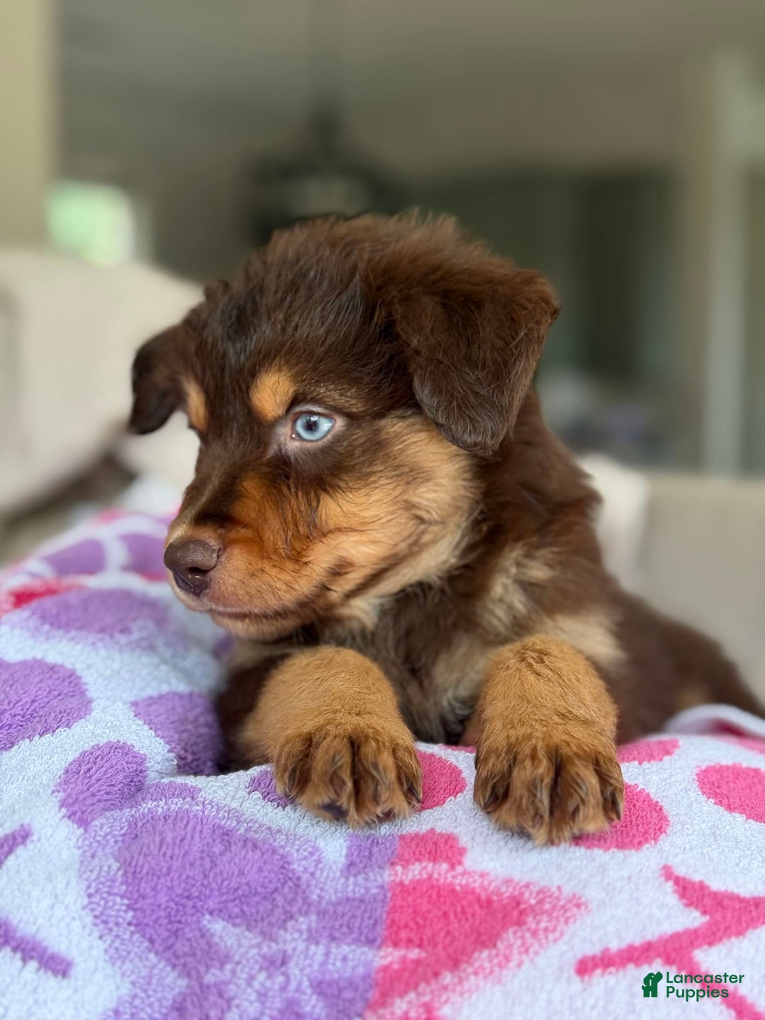 Australian Shepherd dogs for sale: Echo - Image 4