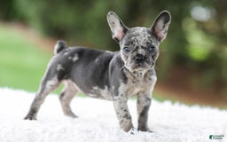 French Bulldog dogs for sale: Venus - Image 1