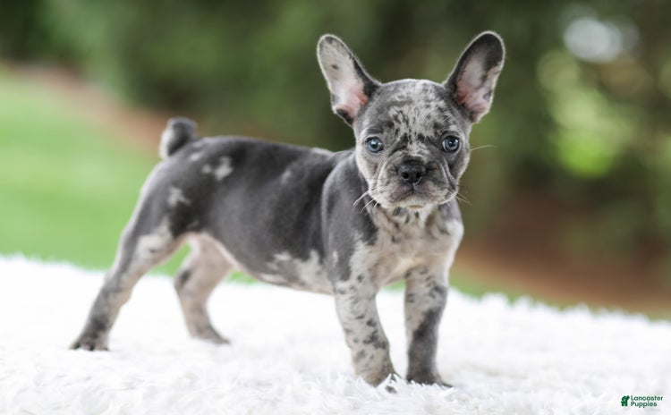 French Bulldog dogs for sale - Ad 3
