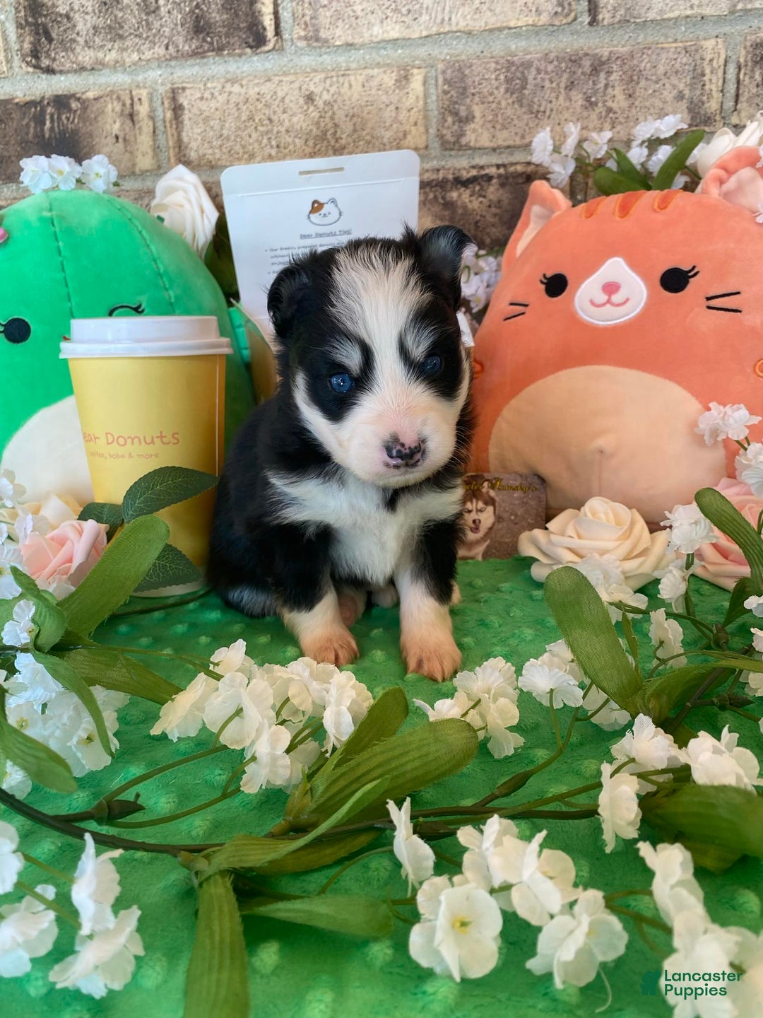 Pomsky dogs for sale: Luffy - Image 3