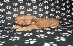 Shih Tzu dogs for sale: Dexter - Image 10