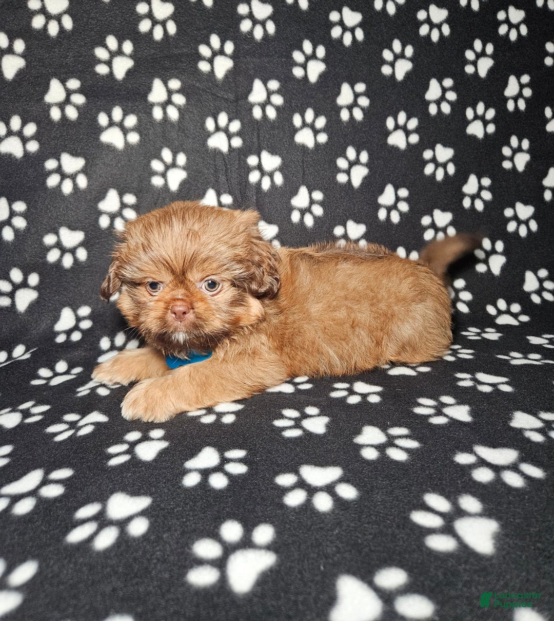 Shih Tzu dogs for sale: Dexter - Image 10