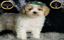 Maltipoo dogs for sale: Stache - Image 3