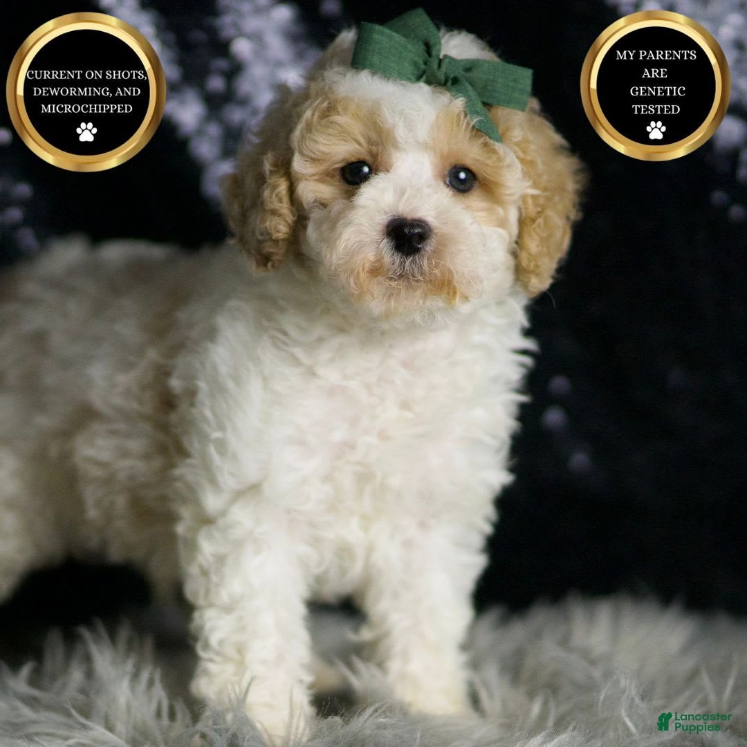 Maltipoo dogs for sale: Stache - Image 3