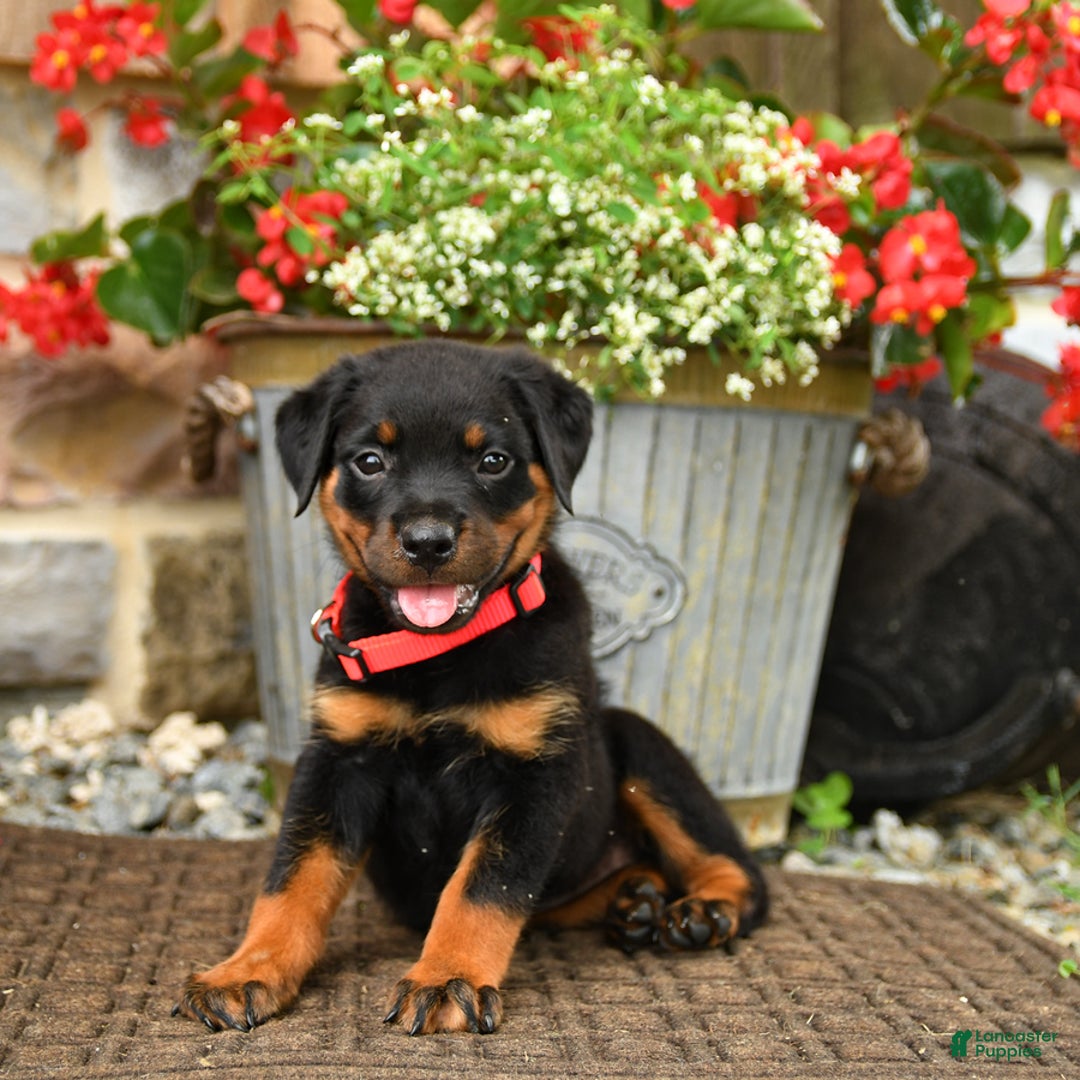 Rottweiler dogs for sale: Rottweiler 8 puppies - Image 22