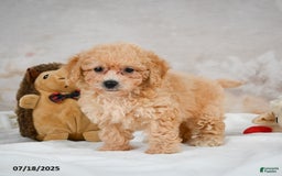 Bichpoo dogs for sale: Debby - Image 7
