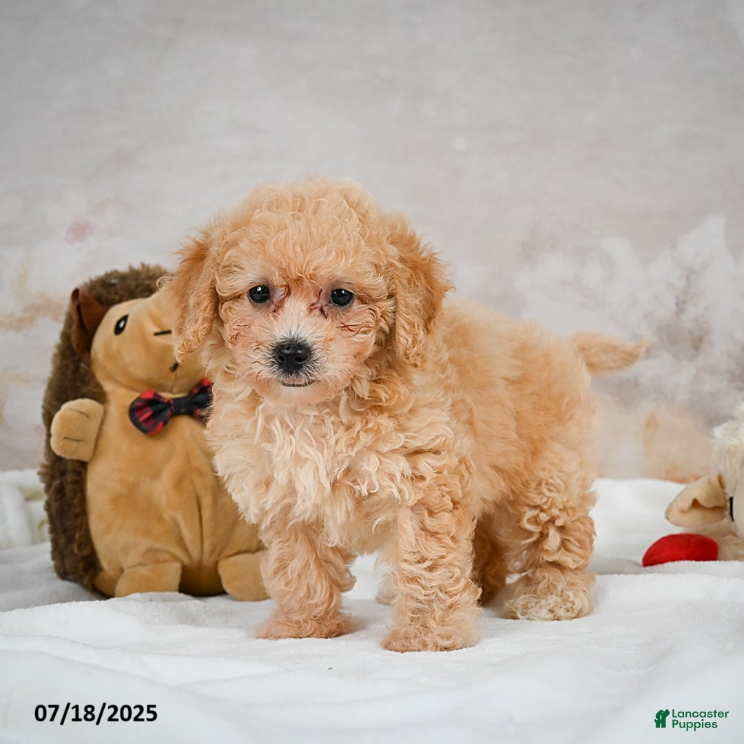 Bichpoo dogs for sale: Debby - Image 7