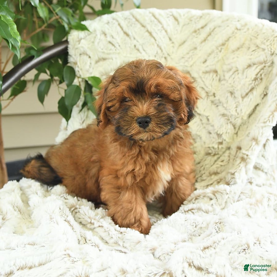 Shihpoo dogs for sale: Jeremy - Image 2