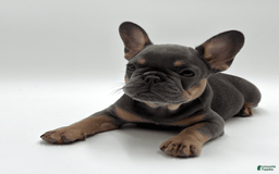 French Bulldog dogs for sale: Montreal - Image 4