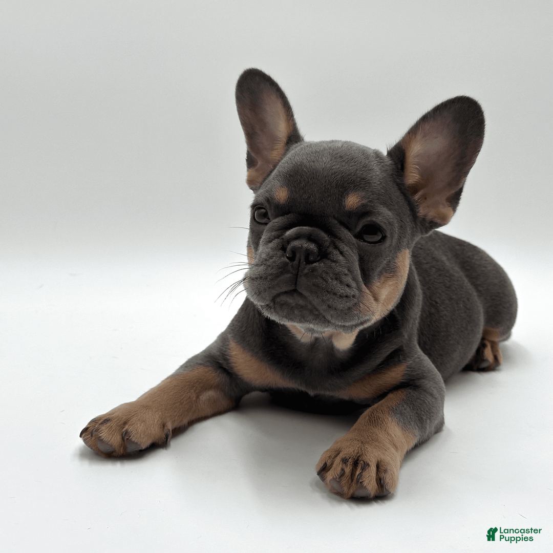French Bulldog dogs for sale: Montreal - Image 4