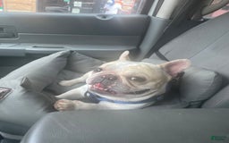 French Bulldog dogs for sale: Flurry - Image 7