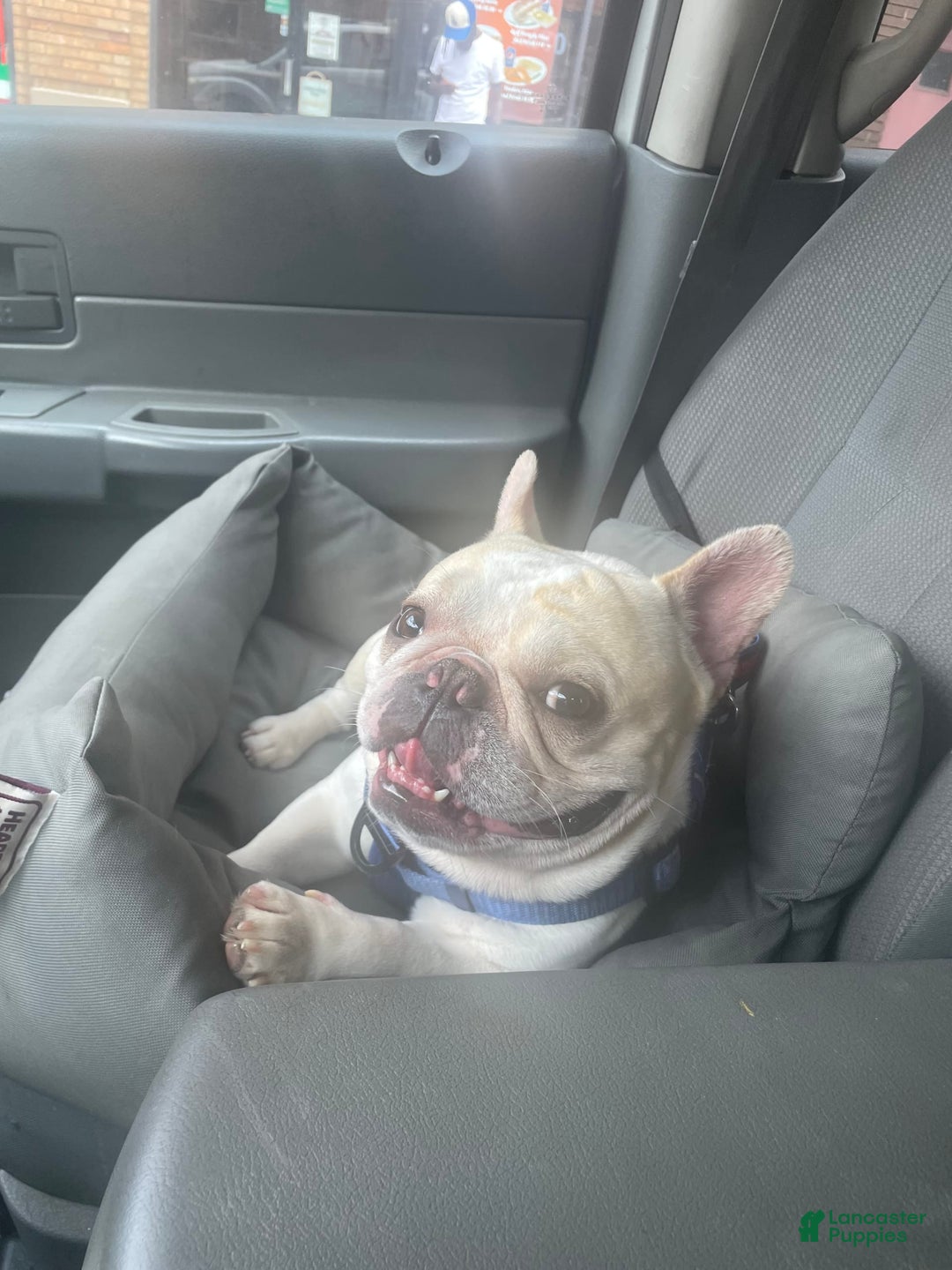 French Bulldog dogs for sale: Flurry - Image 7