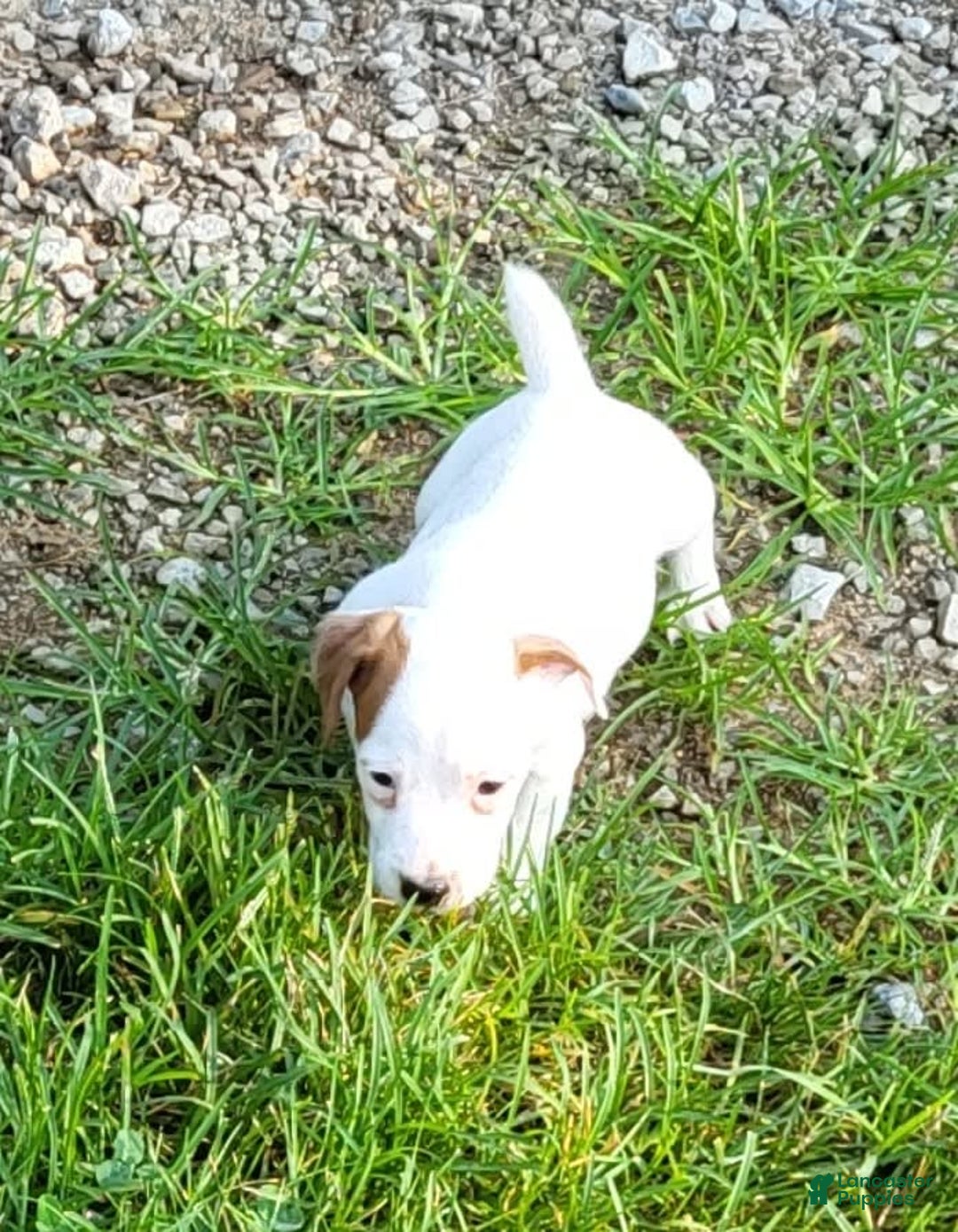 Jack Russell Terrier dogs for sale: Riley - Image 3
