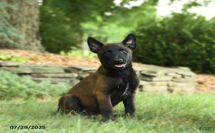 Belgian Malinois dogs for sale - Ad 3
