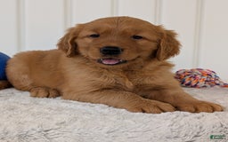 Golden Retriever dogs for sale: Daisy - Image 2