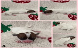 Jack Russell Terrier dogs for sale: Opal - Image 1