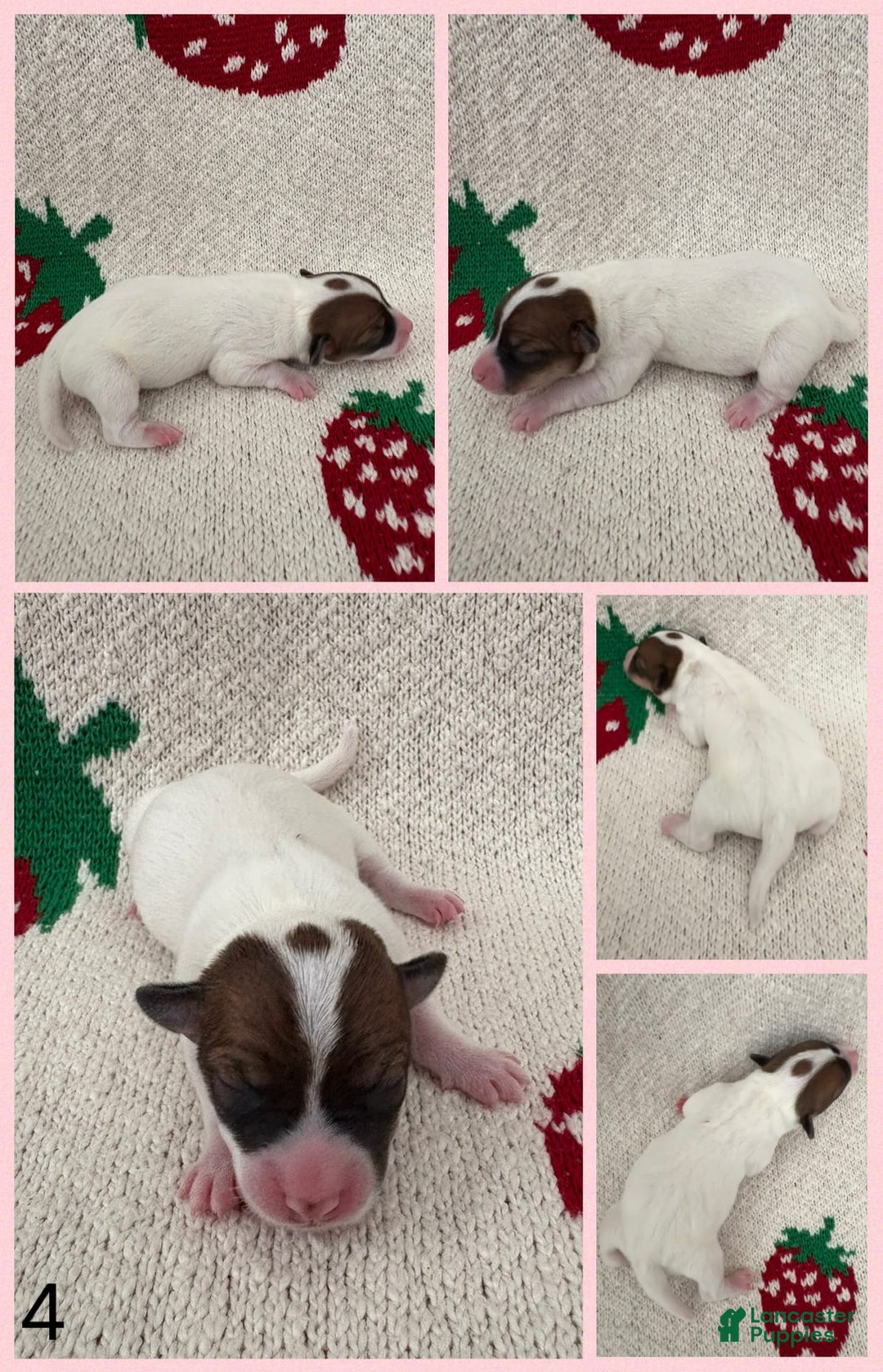Jack Russell Terrier dogs for sale: Opal - Image 1