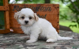 Shih Tzu dogs for sale: Rambo - Image 3